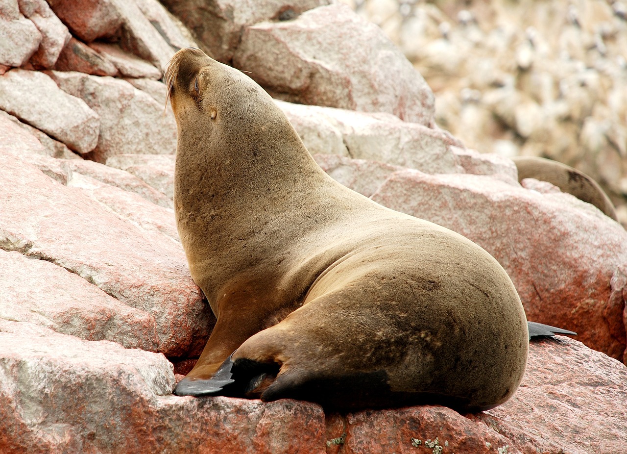 LIMA, ICA Y CUSCO